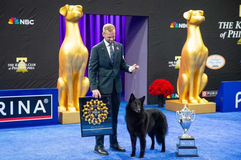 Belgian Sheepdog Takes Center Stage in 2025 National Dog Show