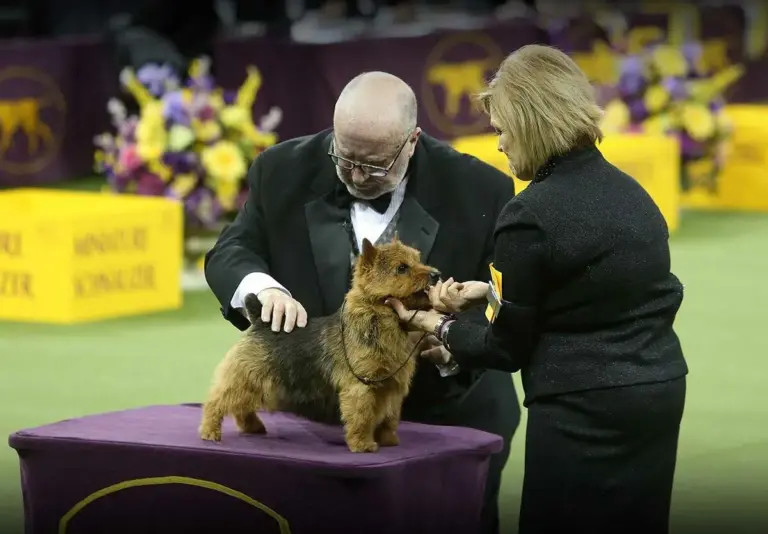 National Dog Show 2025: A Canine Celebration on Thanksgiving