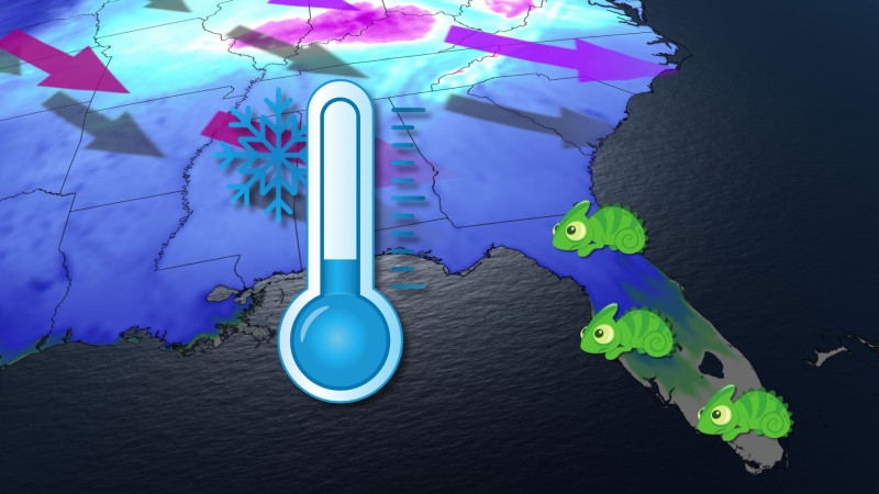Florida's Surprise Chill: Orlando, Miami, and Tallahassee Weather Amid Falling Iguanas