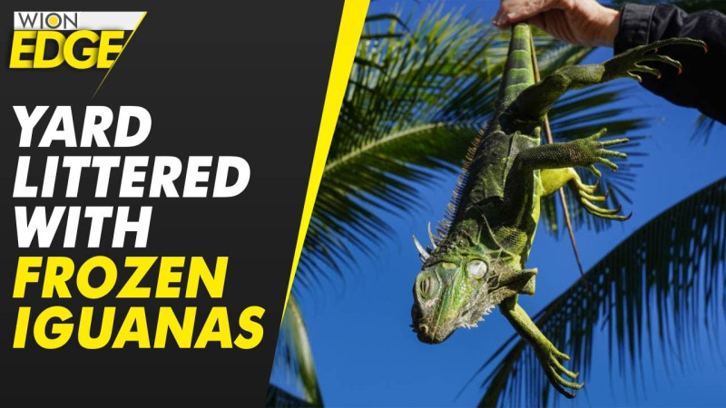 Frigid Florida Freeze: Iguanas Tumble as Cold Snap Grips Orlando, Miami, and Tallahassee