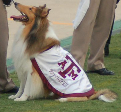 The Legend of Reveille: Texas A&M's Beloved Mascot