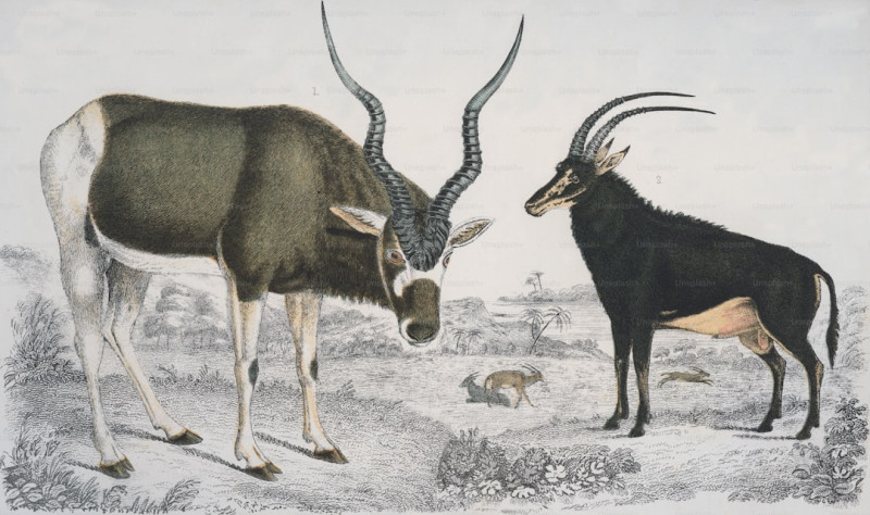 Unveiling the Remarkable World of Goats: A Comprehensive Exploration