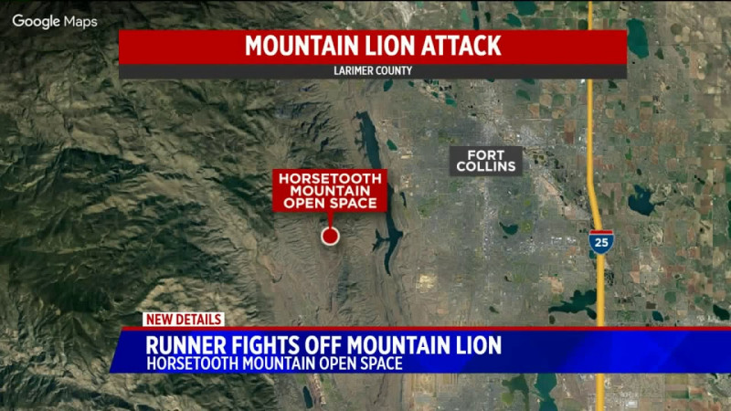 Mountain Lion Attack in Colorado's Larimer County: A Rare and Deadly Event