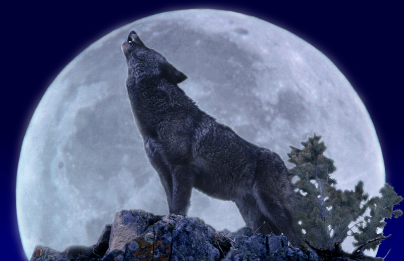 The Wolf Moon: A Celestial Marvel in the January Night Sky