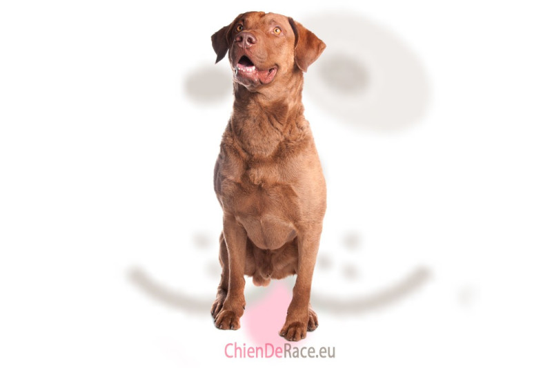The Charm and Strength of the Chesapeake Bay Retriever and Doberman Pinscher
