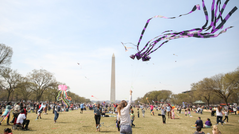 Catching the Cherry Blossom Magic in DC