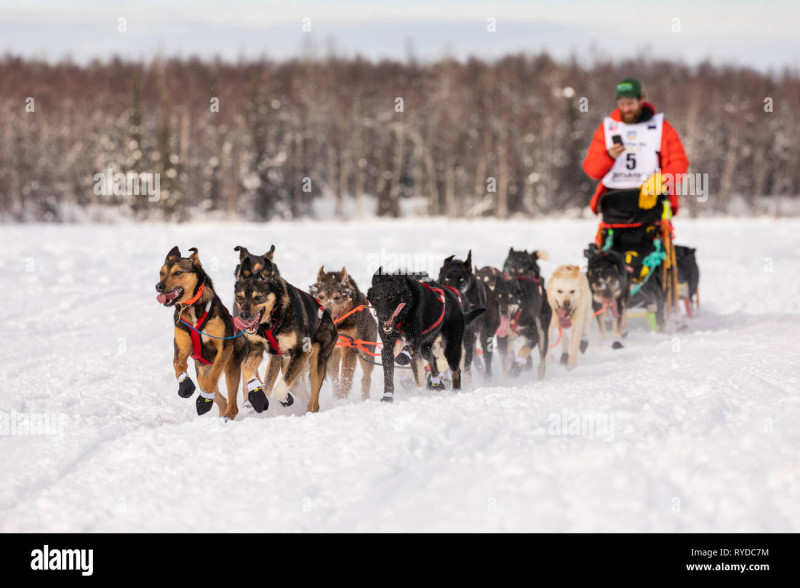 Jessie Holmes Secures Historic Back-to-Back Iditarod Victory